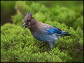 _0SB4646 juvenile stellers jay